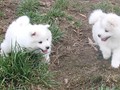 xb-8wks-pups1