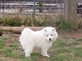 xb-8wks-pups2
