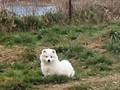 xb-8wks-pups3