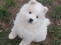 xb-8wks-pups4