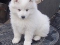 xb-8wks-pups5