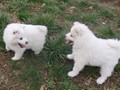 xb-8wks-pups9