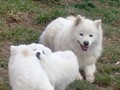 xb-pups with Ruby
