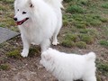 xena & pup